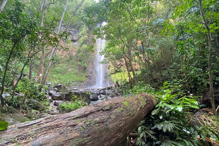 Ein großer umgestürzter Baumstamm in einem Wald mit einem Wasserfall im Hintergrund.