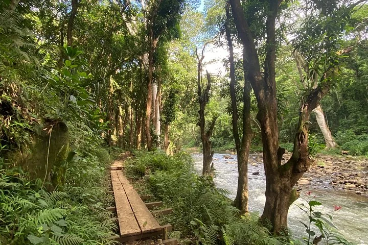 Ein hölzerner Bohlenweg, der durch einen Wald entlang eines Flusses führt.